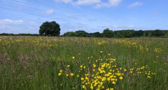 lush green field with yellow wildflowers in the foreground, green trees in the distance, and a blue sky with puffy white clouds overhead