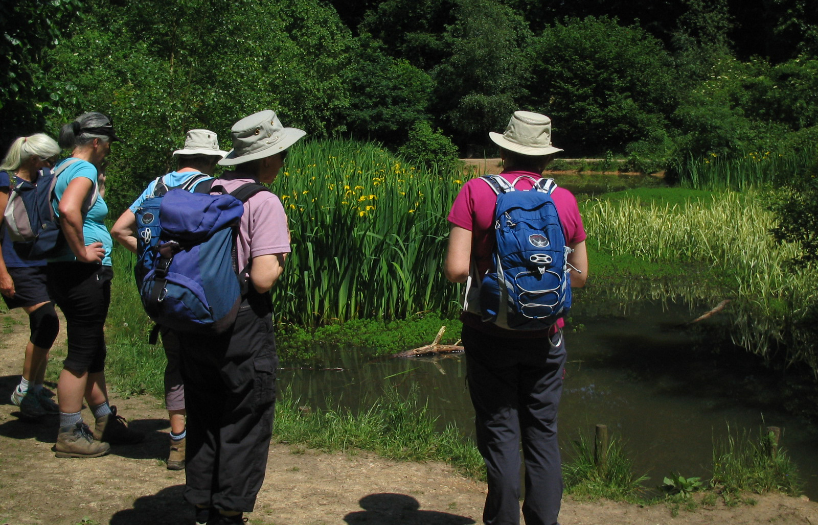 group of women walkers in the summer sunshine, pausing by a pond, with lush greenery