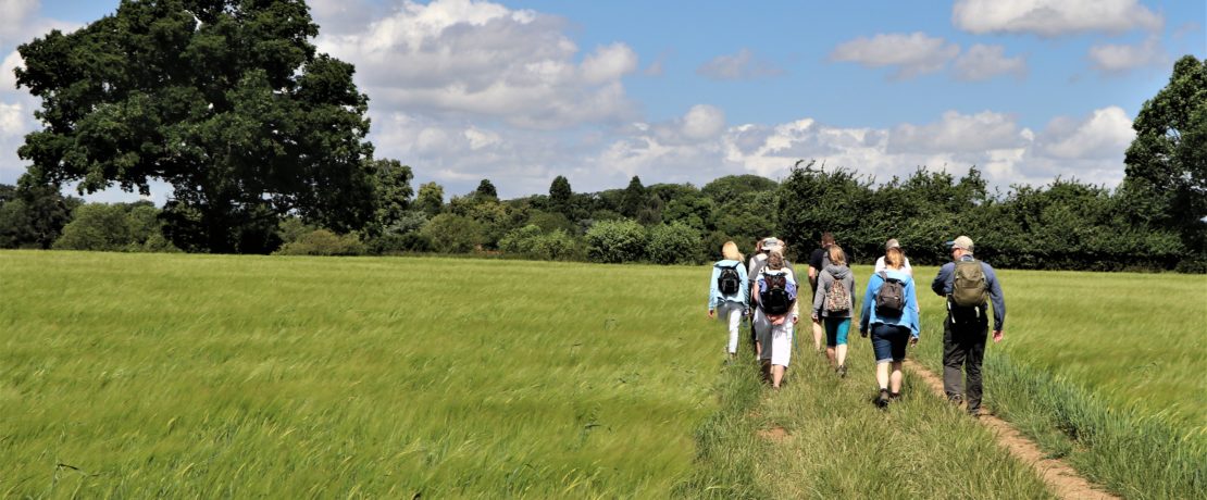 group of walkers on a path through a field on a sunny day