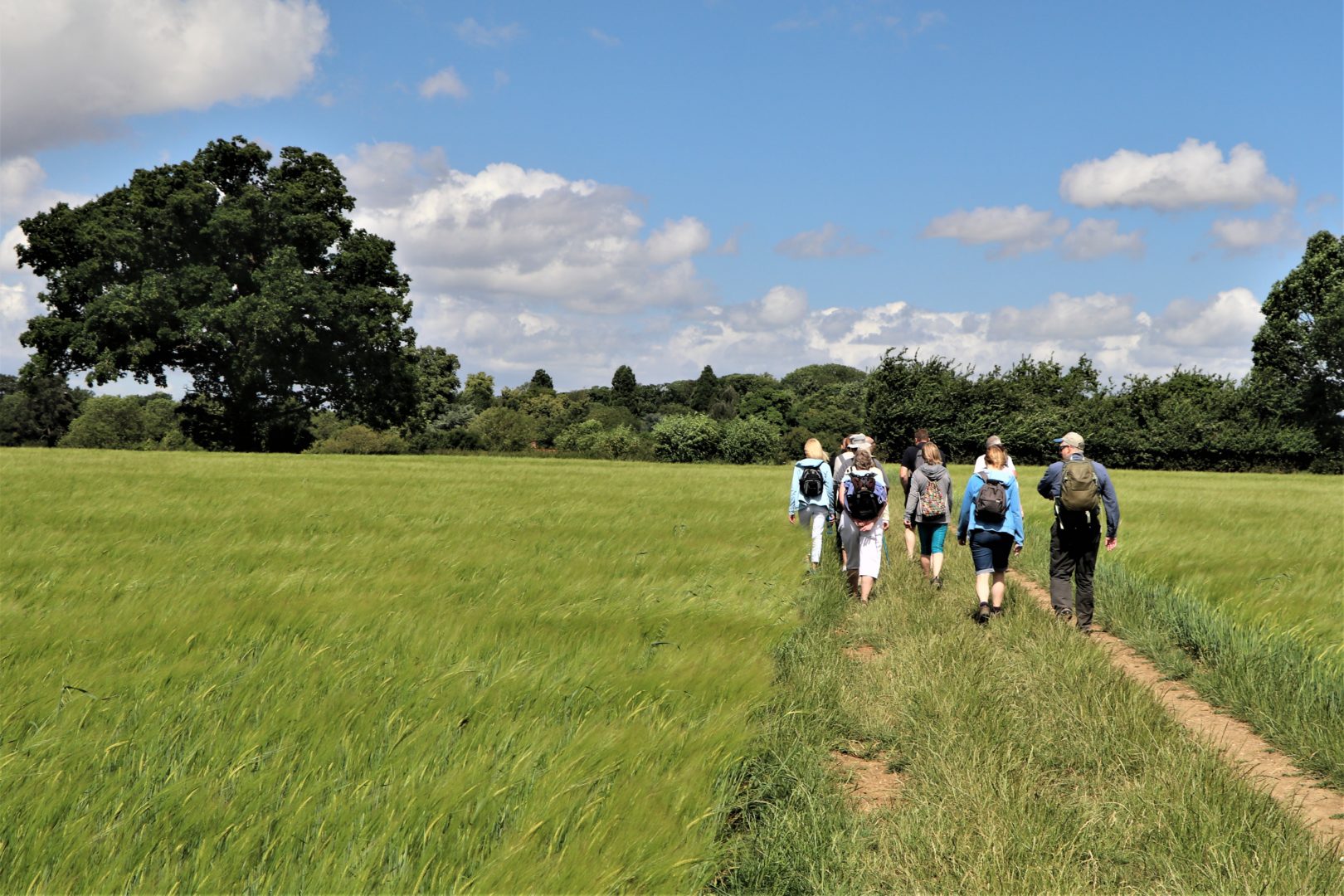 group of walkers on a path through a field on a sunny day