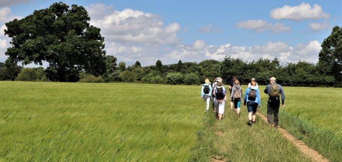 group of walkers on a path through a field on a sunny day