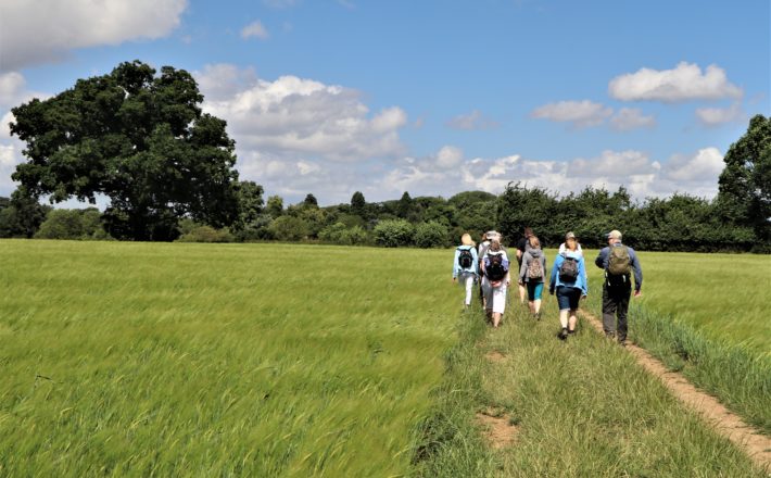 group of walkers on a path through a field on a sunny day