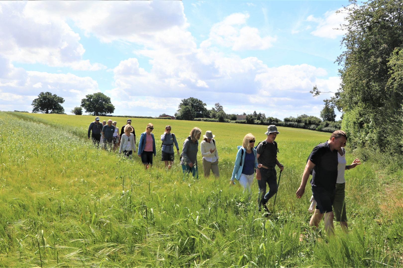 guided walks, a group of walkers on a footpath through a field of wheat, sunshine and blue sky overhead