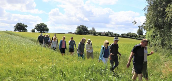 guided walks, a group of walkers on a footpath through a field of wheat, sunshine and blue sky overhead