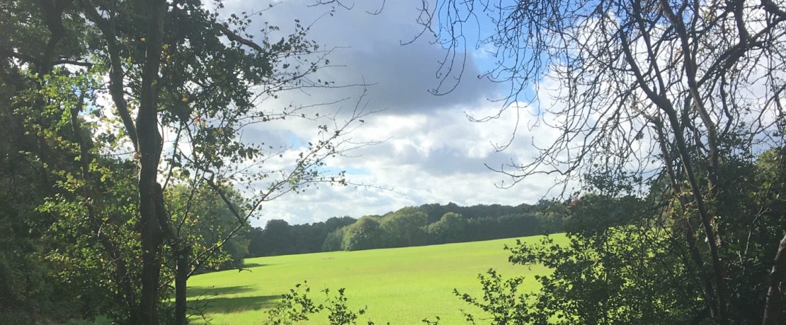 beautiful green pasture land framed by trees, glowing in the sunshine, located in the Green Belt