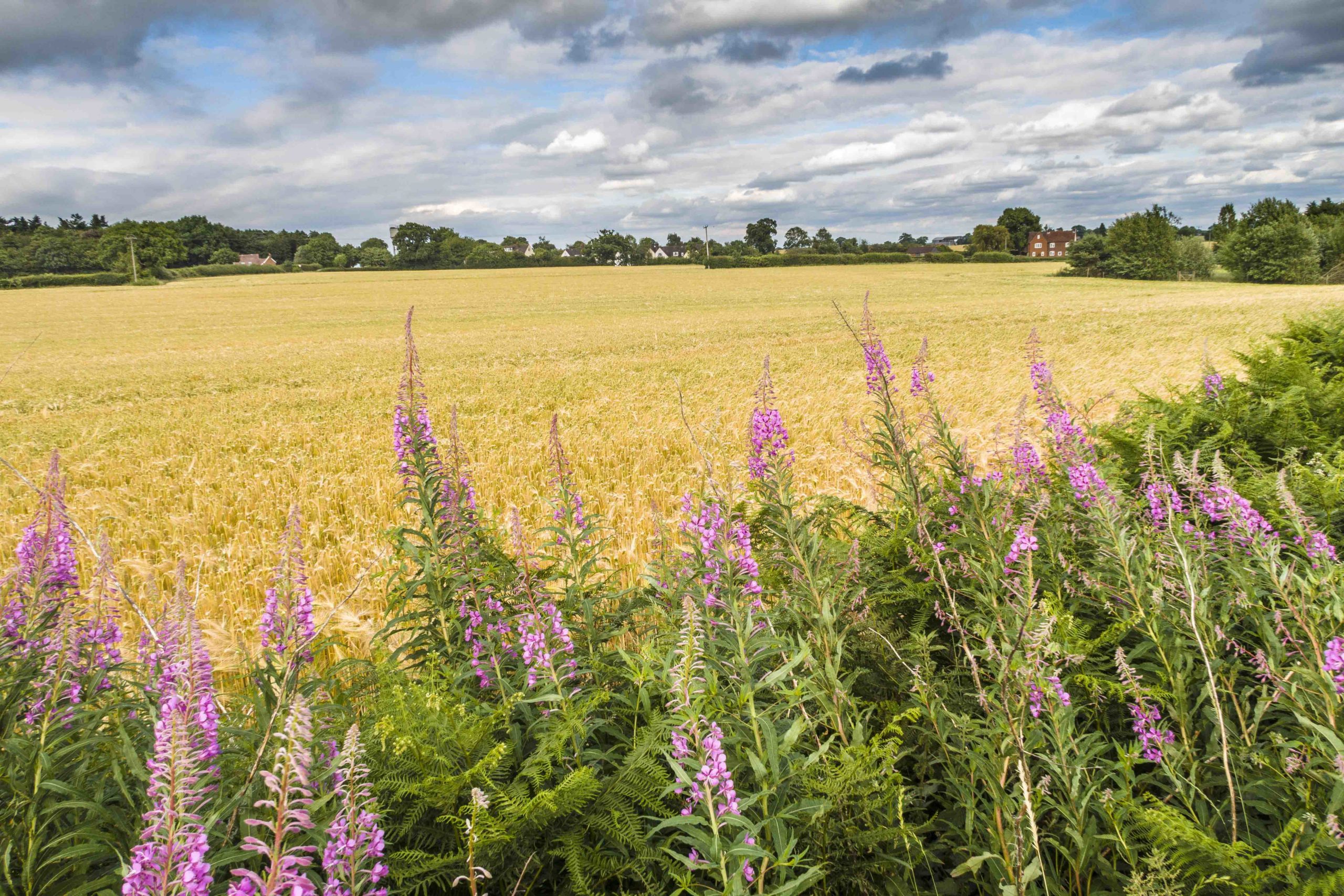 North Herts Local Plan Adoption a very sad day for the Green Belt