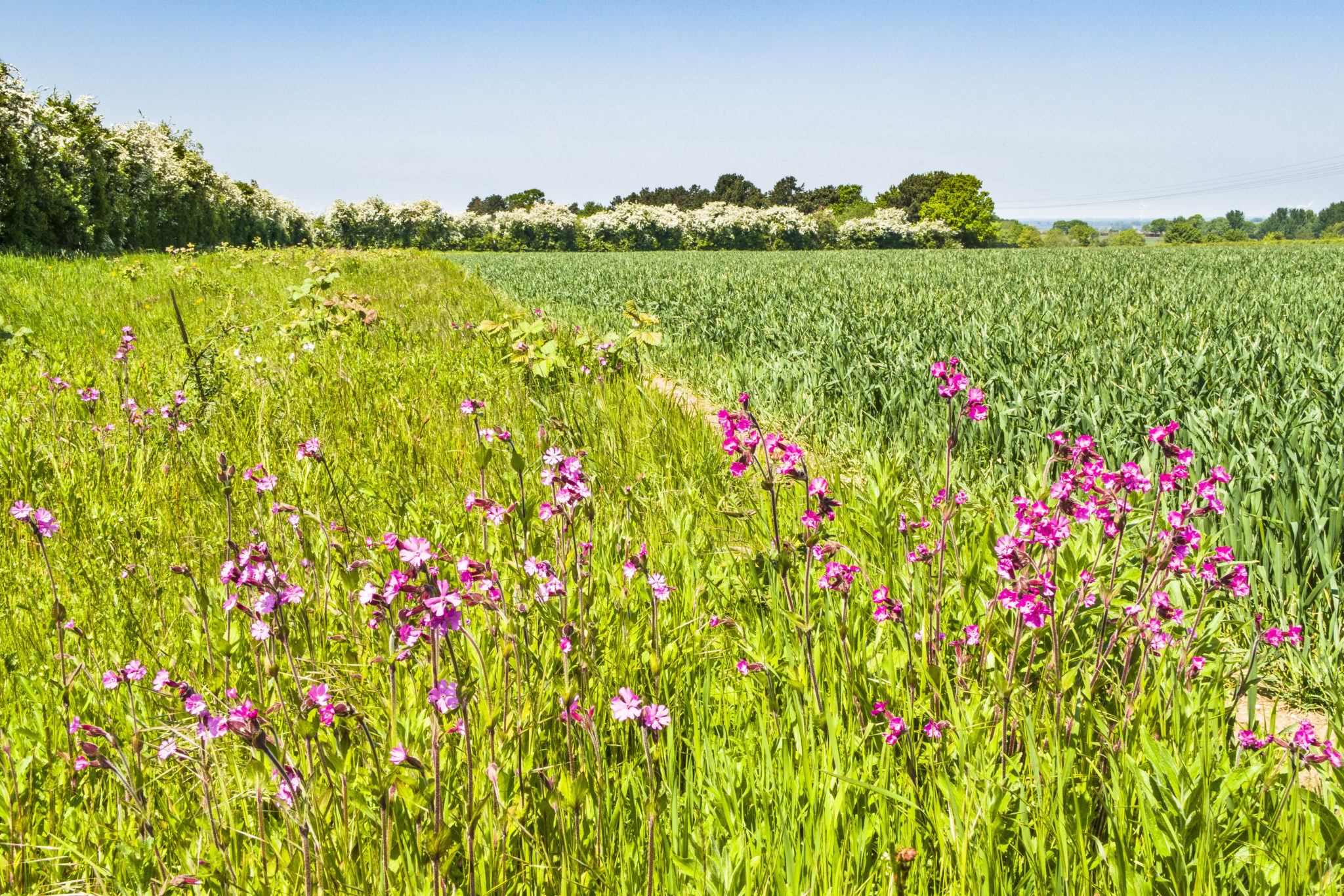 North Herts Local Plan Adoption a very sad day for the Green Belt