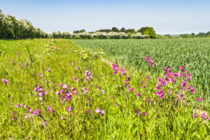 brilliant pink wildflowers bordering a green hedgerow and a field with lush green crops