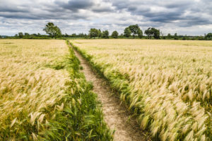 lush cropland stretching away into the distance to a row of green trees