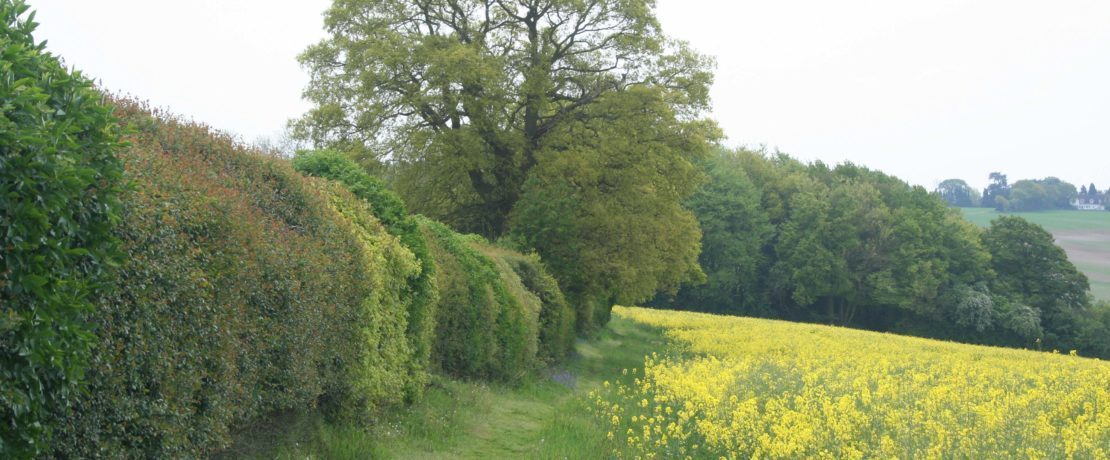 a lush green hedgerow with lots of different species