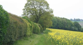 a lush green hedgerow with lots of different species