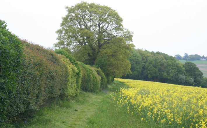 a lush green hedgerow with lots of different species