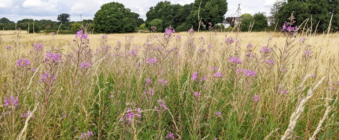 a beautiful open field with purple wildflowers, green grass, trees and hedgerows