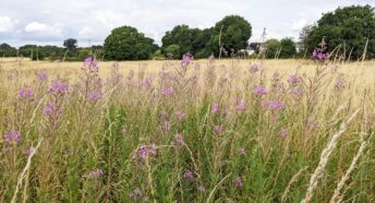 a beautiful open field with purple wildflowers, green grass, trees and hedgerows