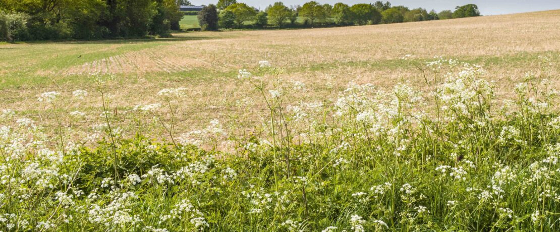 Sloping cropland with lush fringe of wildflowers and green trees