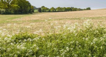 Sloping cropland with lush fringe of wildflowers and green trees