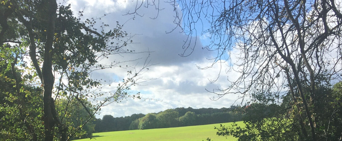 view through trees to a grassy green field lit up by sunshine