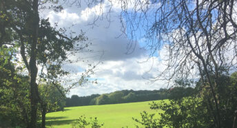 view through trees to a grassy green field lit up by sunshine