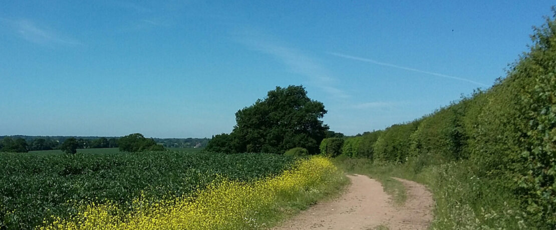 beautiful green fields in the sunshine