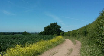 beautiful green fields in the sunshine