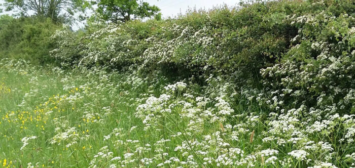 a lush green hedgerow in bloom