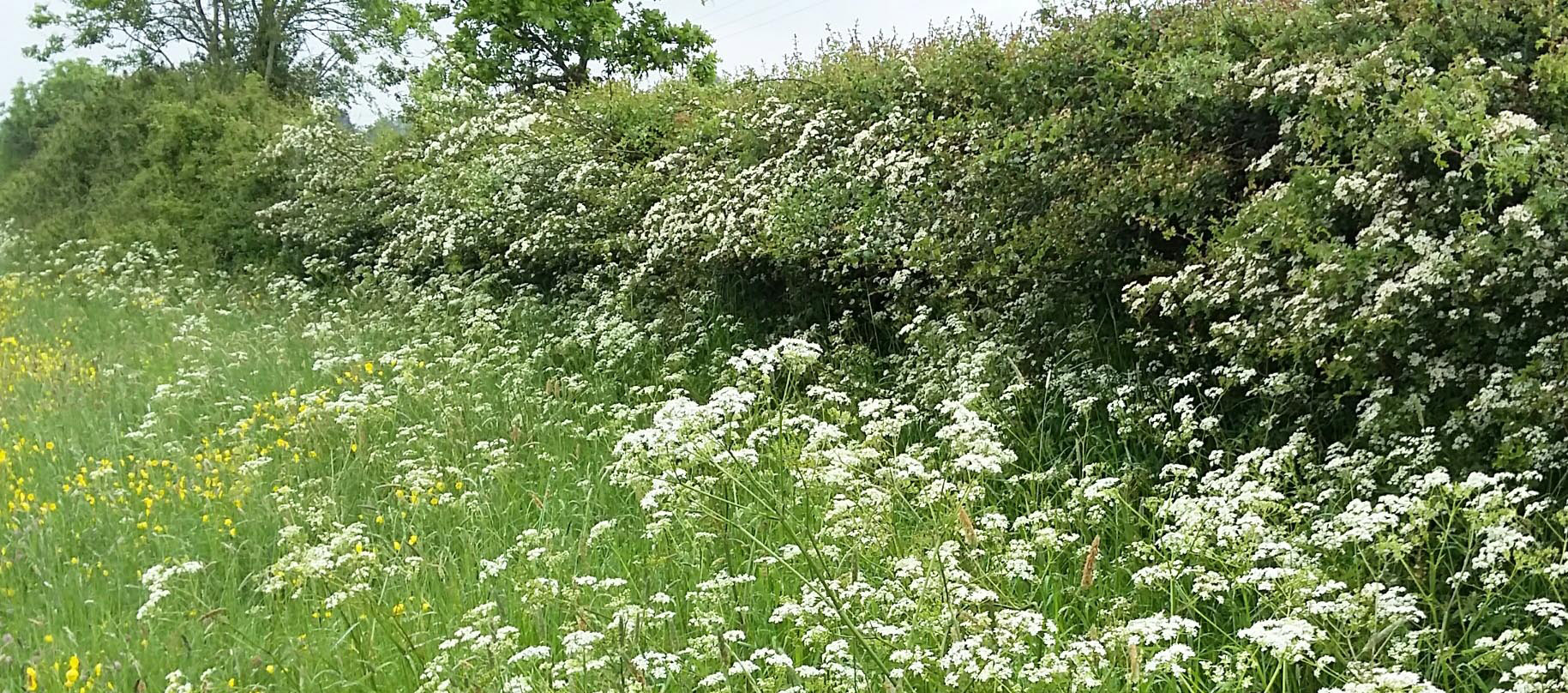 a lush green hedgerow in bloom