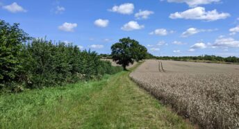 beautiful grassy footpath, lush hedgerow, and cropland ready for harvesting, all under a sunny sky with high puffy white clouds