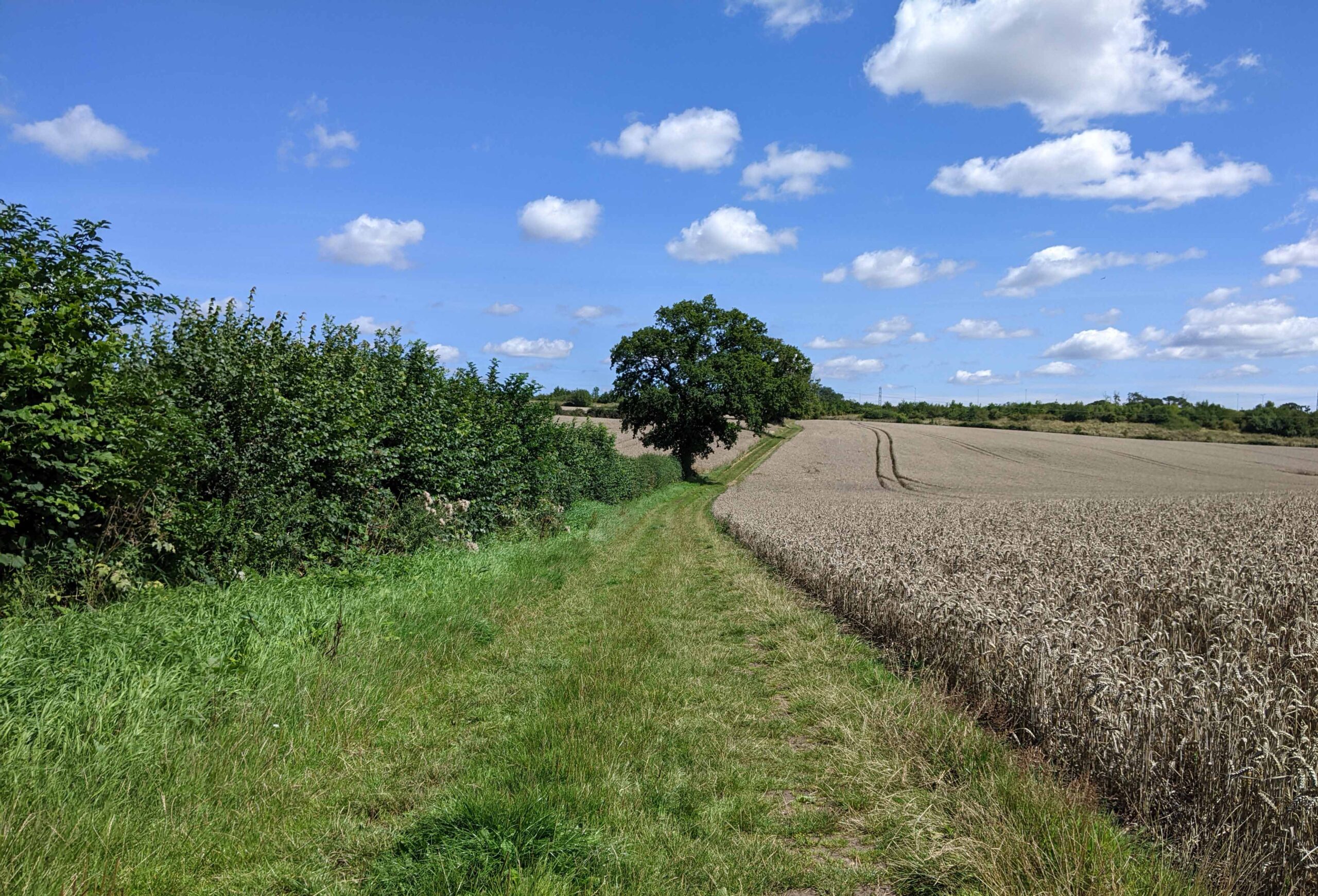 beautiful grassy footpath, lush hedgerow, and cropland ready for harvesting, all under a sunny sky with high puffy white clouds