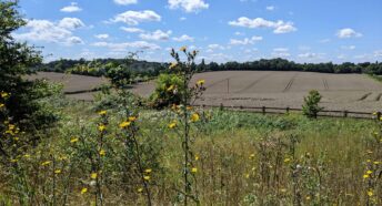 beautiful sunny day with wildflowers in lush grassland in the foreground, cropland and trees in the distance