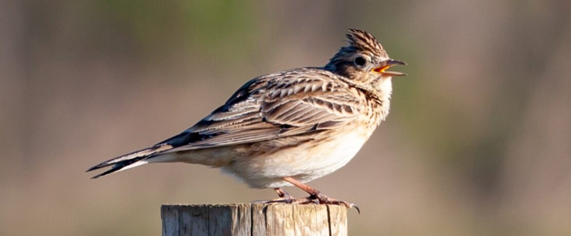 close up image of a skylark perched on a wooden post