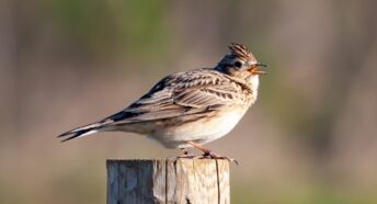 close up image of a skylark perched on a wooden post