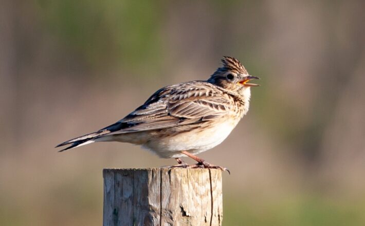 close up image of a skylark perched on a wooden post
