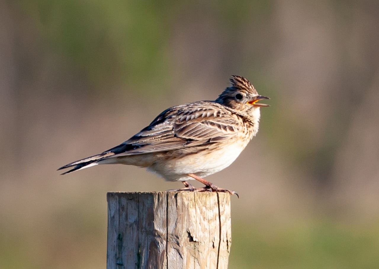 close up image of a skylark perched on a wooden post