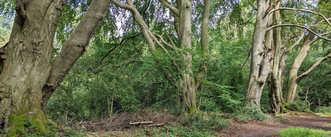 majestic old beech trees