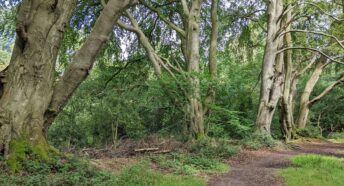 majestic old beech trees