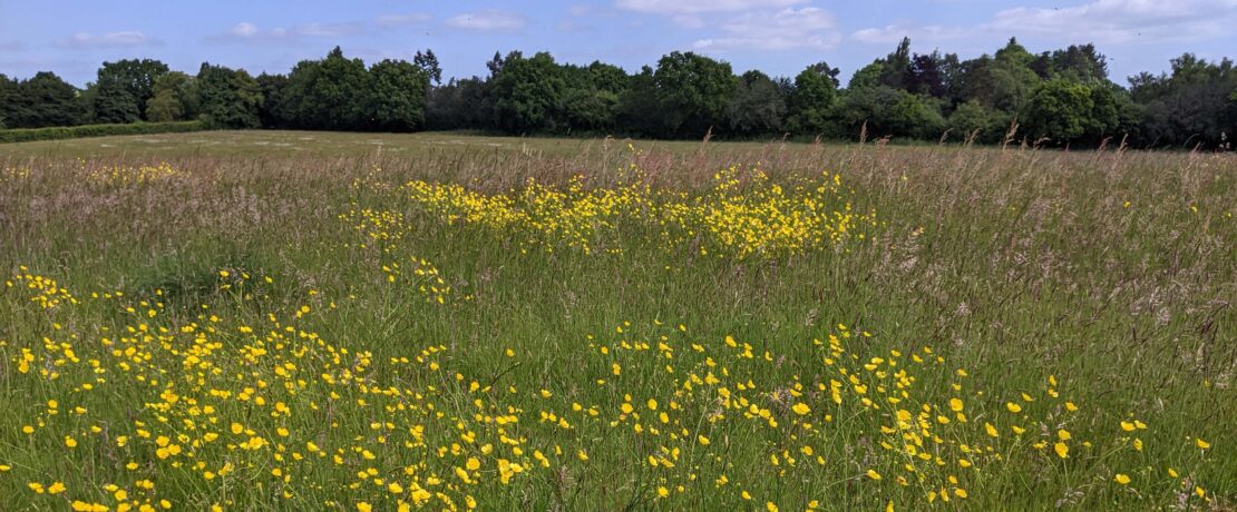 beautiful green field with bright yellow wildflowers, a row of green trees in the background, all under a sunny sky