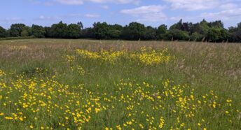 beautiful green field with bright yellow wildflowers, a row of green trees in the background, all under a sunny sky