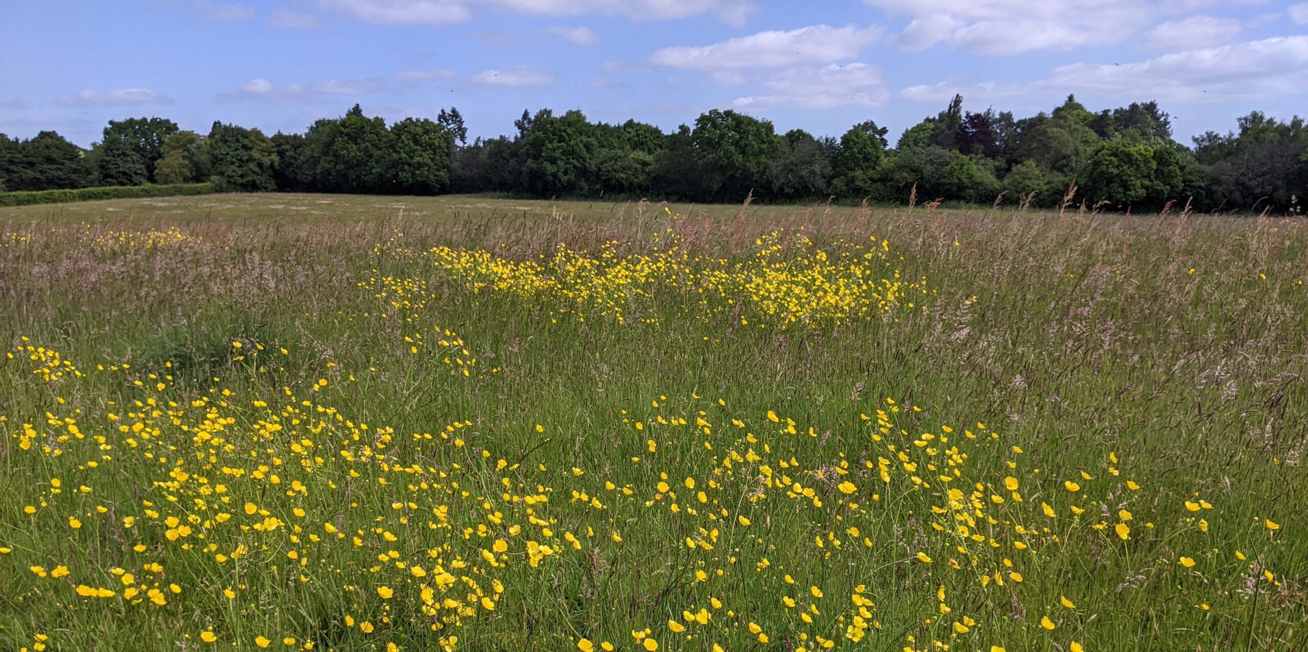 beautiful green field with bright yellow wildflowers, a row of green trees in the background, all under a sunny sky