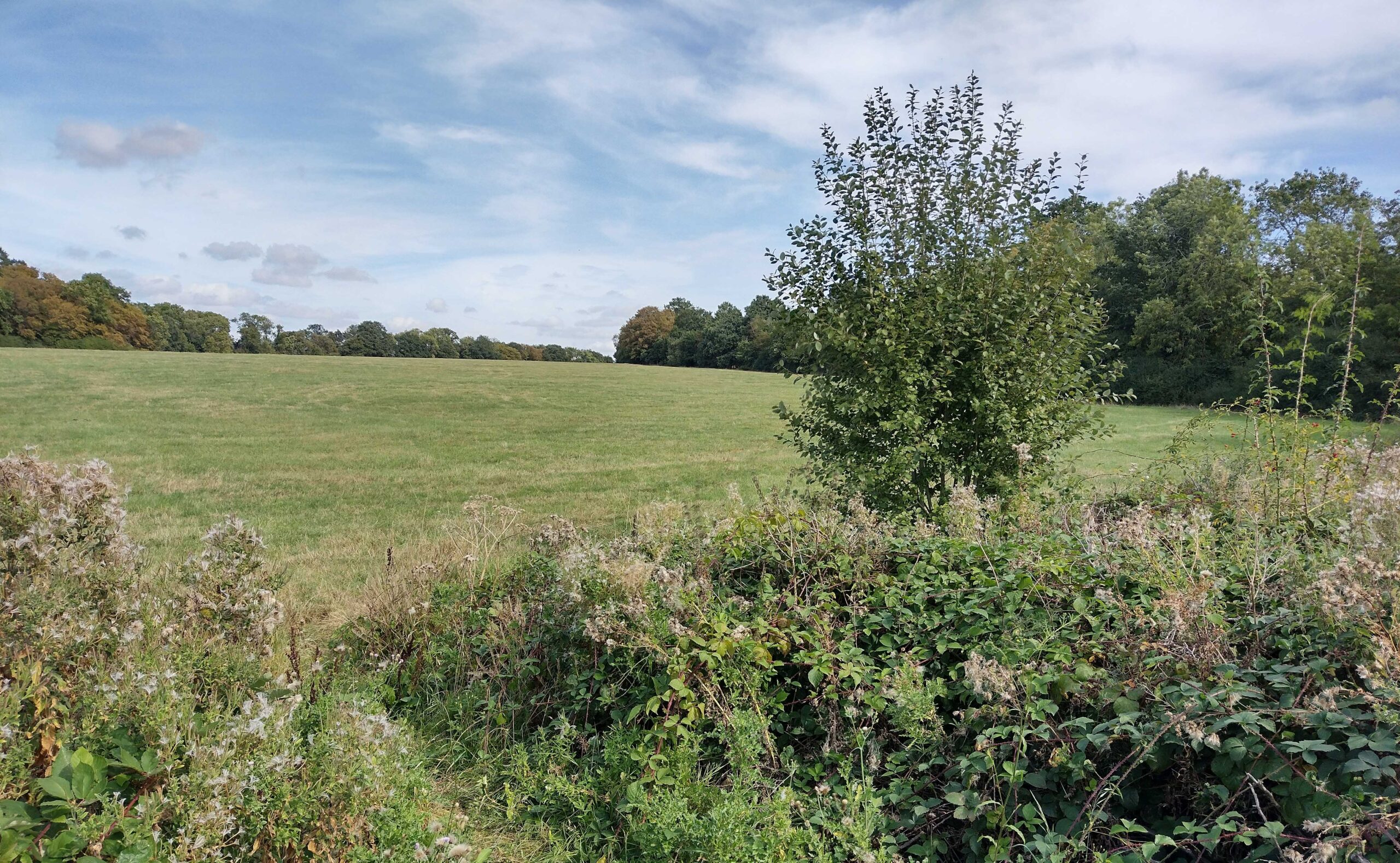 lush green field surrounded by trees and a hedgerow