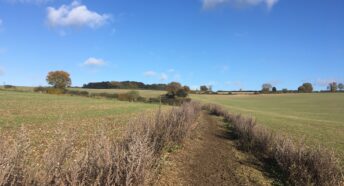 footpath leading up a hill through a field to a wood