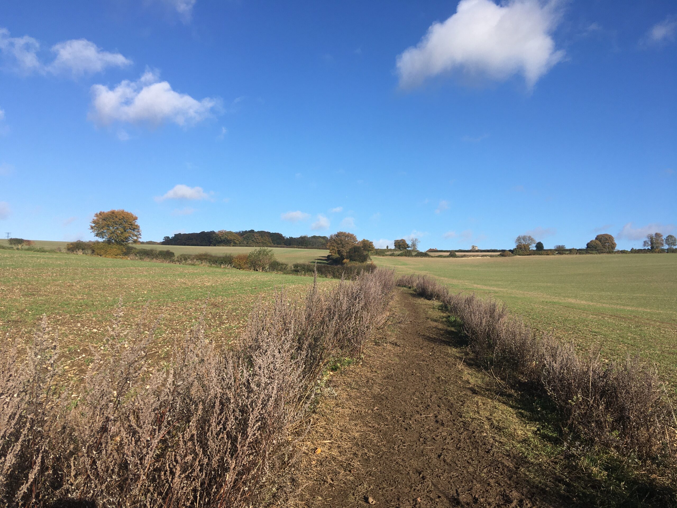 footpath leading up a hill through a field to a wood