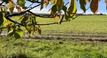 Large grassy green field in the sunshine with blue sky overhead