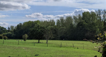 lush green pastures with woodland beyond