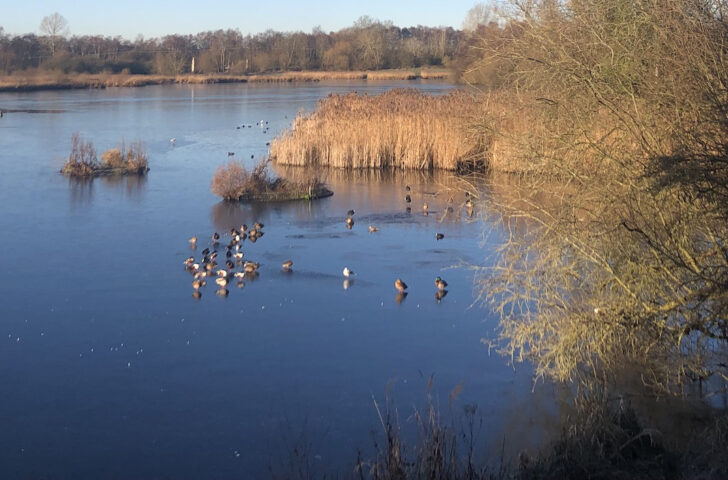 a flock of waterfowl on a lake in the sunshine