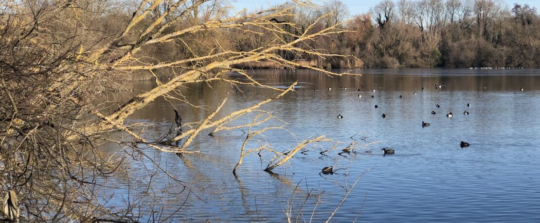 birds resting on a lake in the sunshine