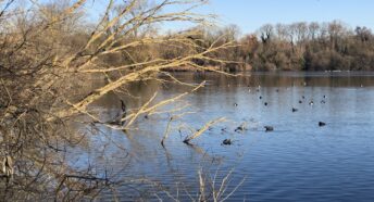 birds resting on a lake in the sunshine