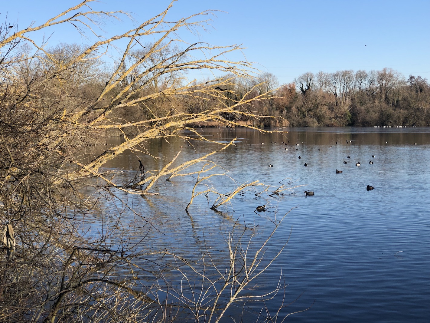 birds resting on a lake in the sunshine