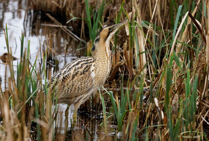 distinctive bittern bird wading in marshland