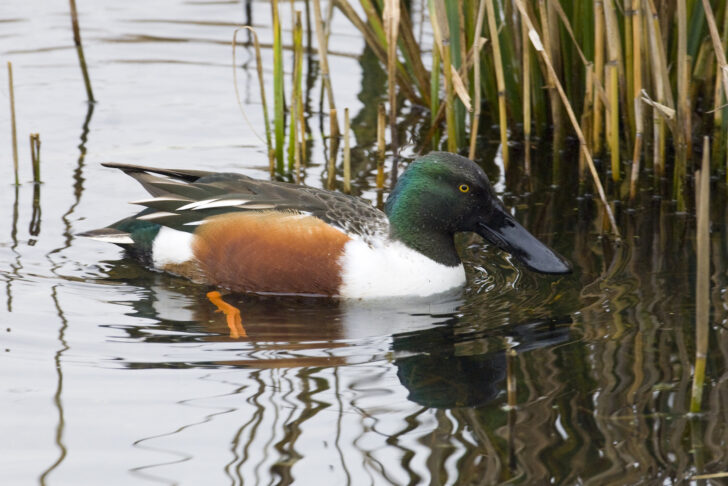 close up of distinctive duck in a marsh