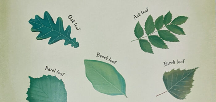 graphic showing how to identify different tree species